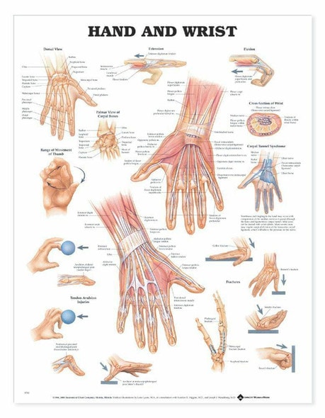 Hand and Wrist Anatomical Chart Hand and Wrist Anatomical Chart