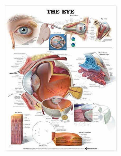 The Eye Laminated Anatomical Chart The Eye Laminated Anatomical Chart