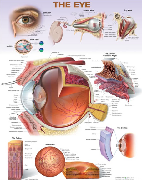 The Eye Laminated Anatomical Chart
