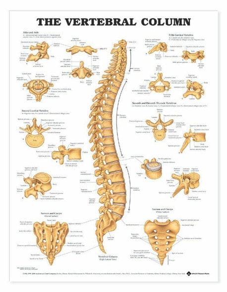 Vertebral Column Anatomical Chart