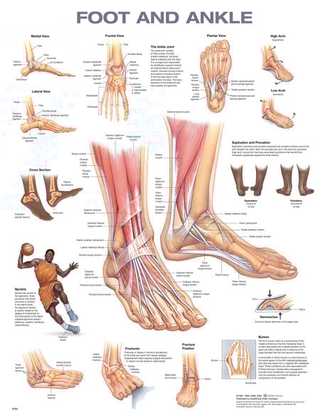 Foot and Ankle Anatomical Chart, 2nd Edition Foot and Ankle Anatomical Chart, 2nd Edition