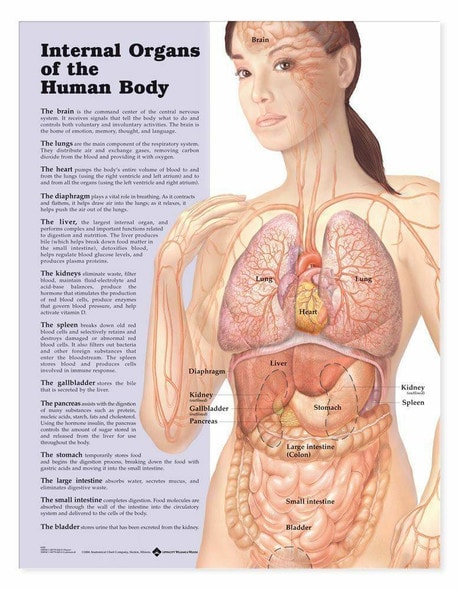 Internal Organs Of The Human Body Laminated Anatomical Chart Internal Organs Of The Human Body Laminated Anatomical Chart