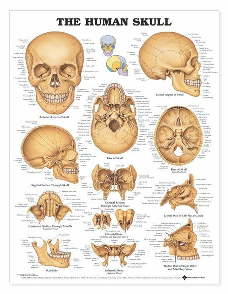 The Human Skull Laminated Anatomical Chart The Human Skull Laminated Anatomical Chart