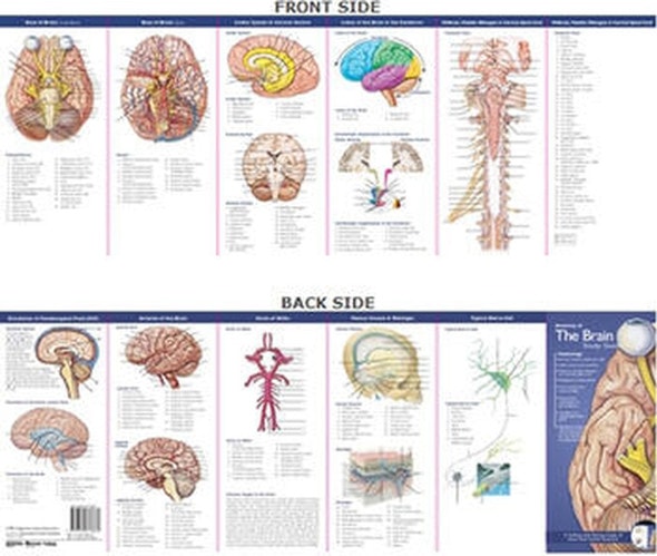Illustrated Pocket Anatomy - Anatomy Of The Brain Study Guide - 2nd Edition