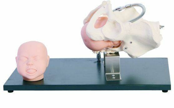 Anatomy Lab Pelvis with Fetal Heads Model