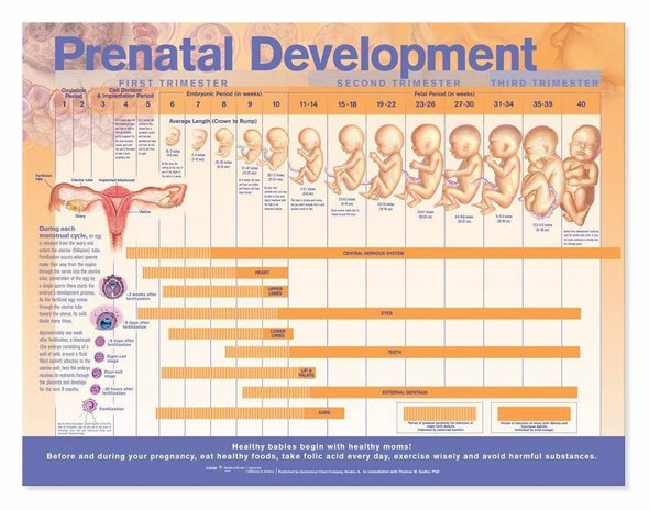 Prenatal Development Laminated Anatomical Chart Prenatal Development Laminated Anatomical Chart