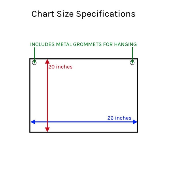 Prenatal Development Laminated Anatomical Chart Prenatal Development Laminated Anatomical Chart