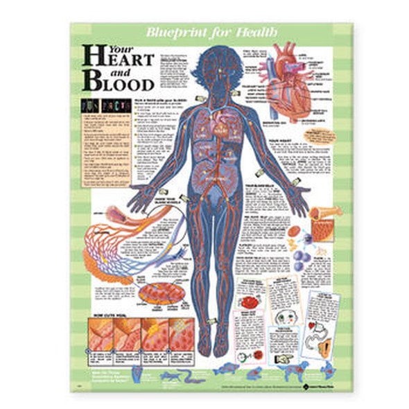 Your Heart and Blood Laminated Anatomical Chart