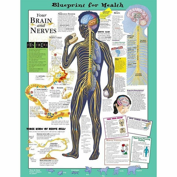 Your Brain and Nerves Laminated Anatomical Chart Your Brain and Nerves Laminated Anatomical Chart
