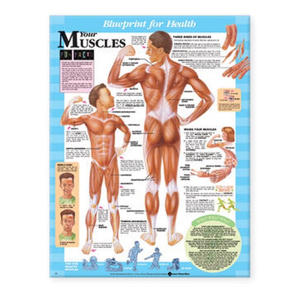Your Muscles Laminated Anatomical Chart