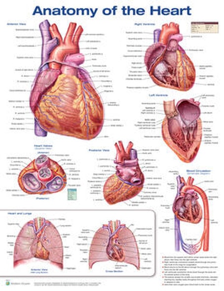 Anatomy Of The Heart Laminated Anatomical Chart - 3rd Edition