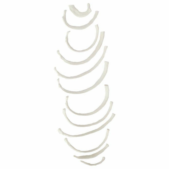 Axis Scientific Set of 12 Disarticulated Ribs