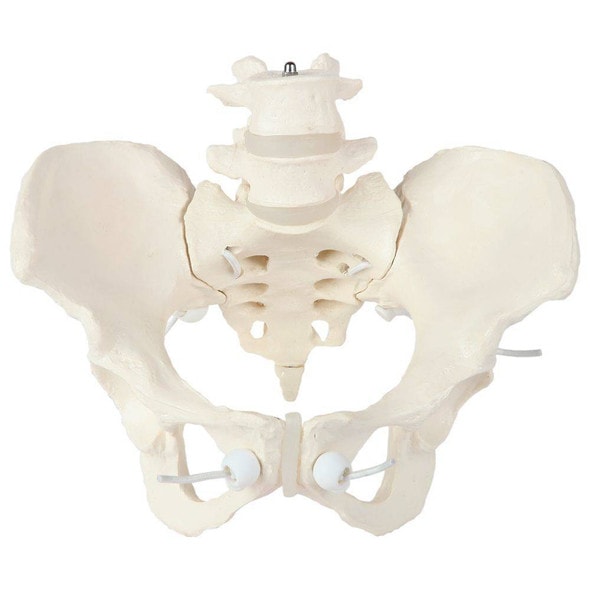 Axis Scientific Flexible Female Pelvic Skeleton with L4 and L5 Vertebrae Axis Scientific Flexible Female Pelvic Skeleton with L4 and L5 Vertebrae