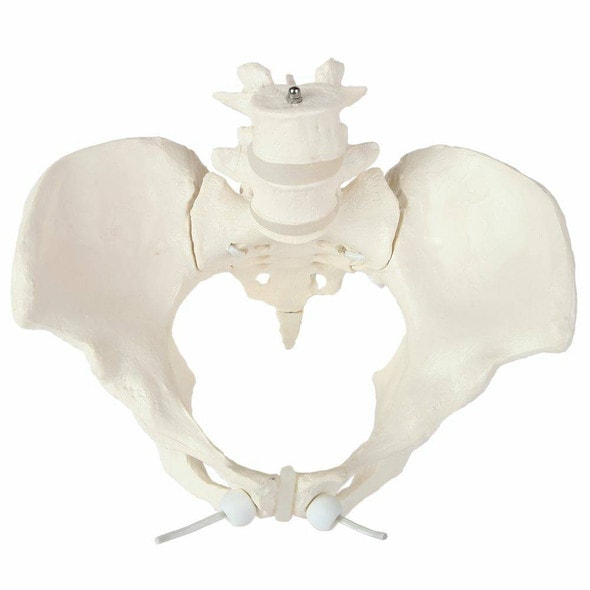 Axis Scientific Flexible Female Pelvic Skeleton with L4 and L5 Vertebrae Axis Scientific Flexible Female Pelvic Skeleton with L4 and L5 Vertebrae