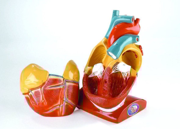 Giant Heart Anatomy Model With Pericardium and Diaphragm Giant Heart Anatomy Model With Pericardium and Diaphragm