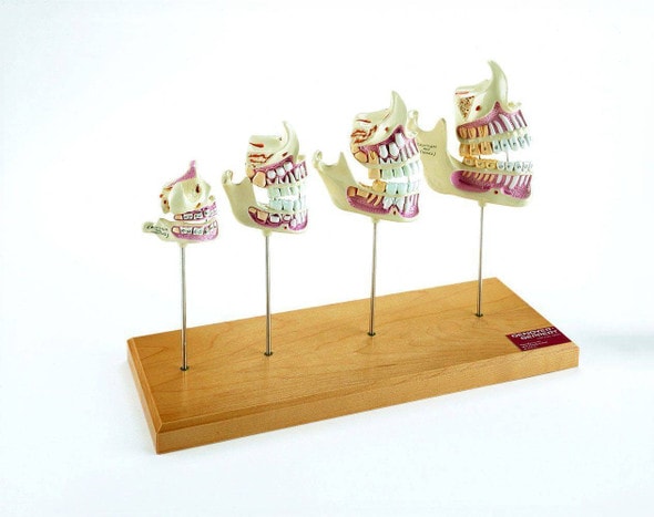 Teeth and Jaw Development Anatomy Model Teeth and Jaw Development Anatomy Model