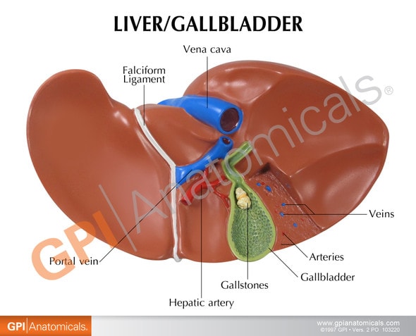Liver And Gallbladder Anatomy Model