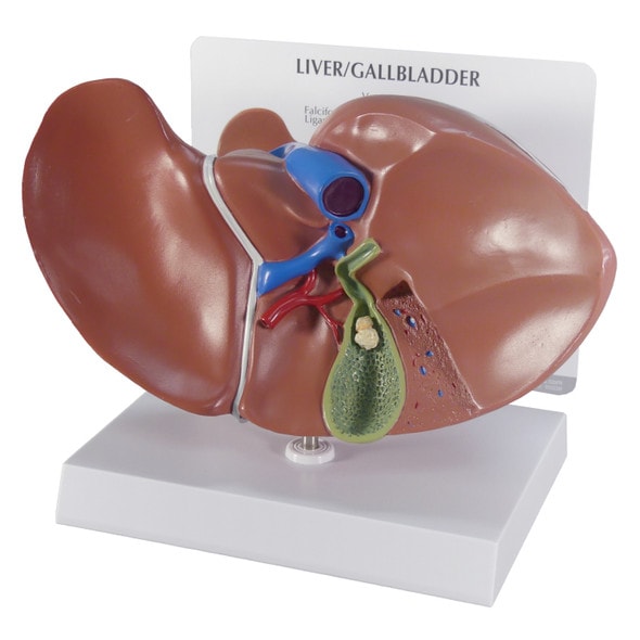 Liver And Gallbladder Anatomy Model