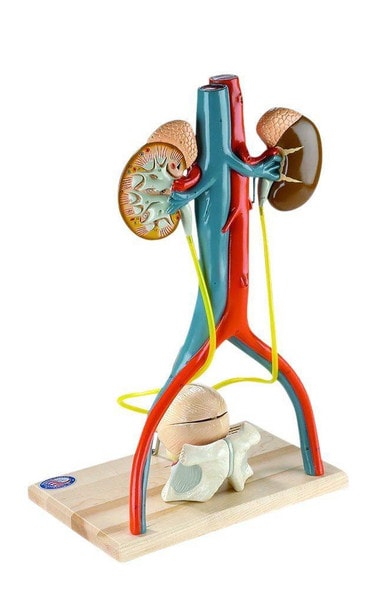 Free Standing Urinary System Anatomy Model Free Standing Urinary System Anatomy Model