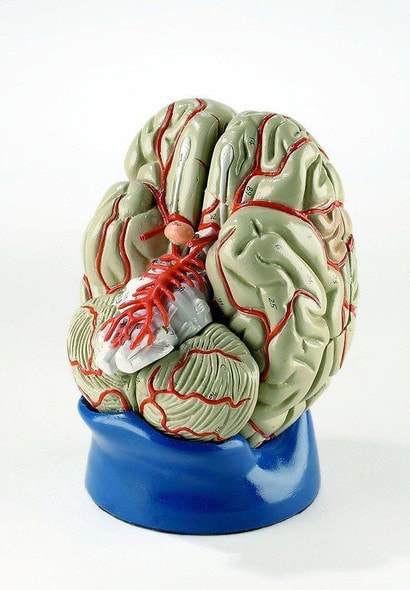Deluxe 8 Part Life-Size Brain With Arteries Anatomy Model Deluxe 8 Part Life-Size Brain With Arteries Anatomy Model