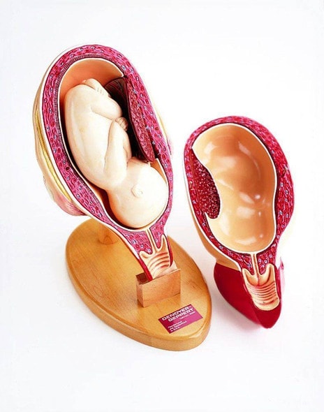 3rd Trimester Pregnancy Anatomy Model Insert 3rd Trimester Pregnancy Anatomy Model Insert