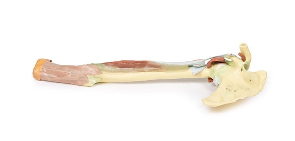 3D Printed Upper Limb - Biceps, Bones and Ligaments