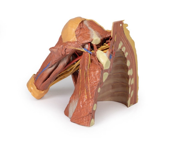3D Printed Right Thoracic Wall, Axilla, and the Root of the Neck 3D Printed Right Thoracic Wall, Axilla, and the Root of the Neck