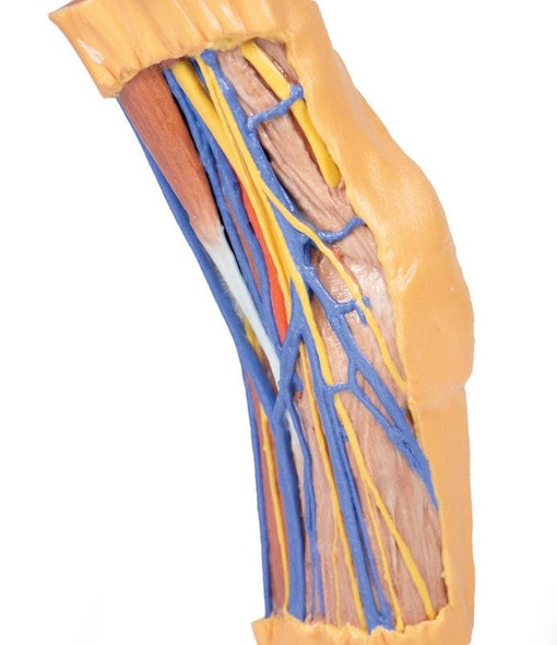 3D printed cubital fossa. Exposed veins and nerves. Close up of veins and nerves. 3D printed cubital fossa. Exposed veins and nerves. Close up of veins and nerves.