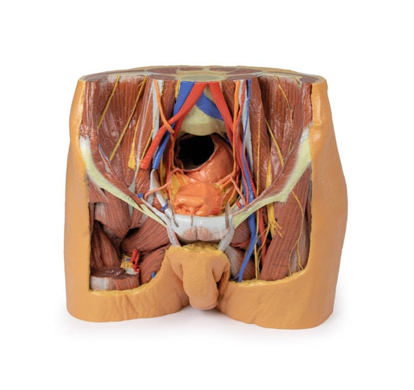 3D printed male pelvis. Full view. Exposed muslces, veins, arteries, nerves, tendons, and ligaments. 3D printed male pelvis. Full view. Exposed muslces, veins, arteries, nerves, tendons, and ligaments.