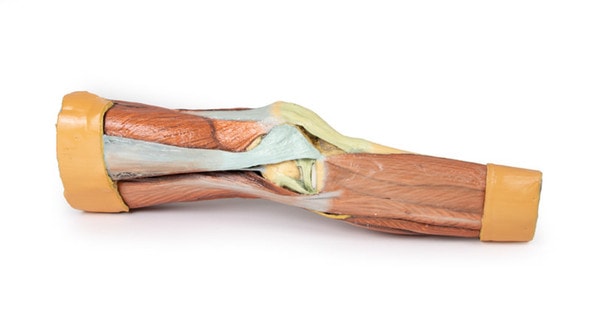 3D Printed Lower Limb Musculature