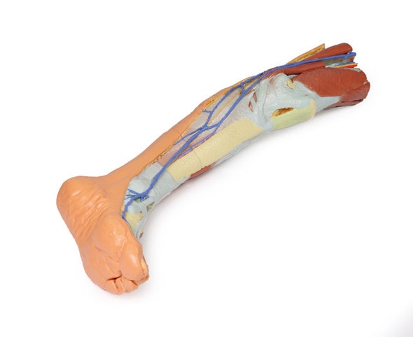 3D Printed Lower Limb - Superficial Dissection 3D Printed Lower Limb - Superficial Dissection