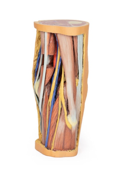 3D Printed Popliteal Fossa 3D Printed Popliteal Fossa