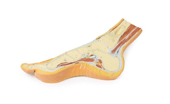 3D printed foot. Full view. Exposed bone and soft tissue.