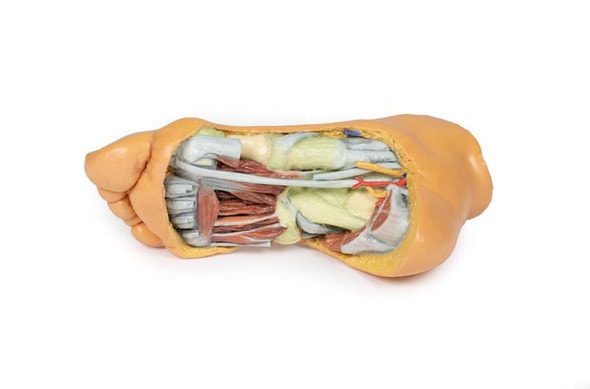 3D printed foot. Full view. Exposed veins, arteries, muscles, and bone. 3D printed foot. Full view. Exposed veins, arteries, muscles, and bone.