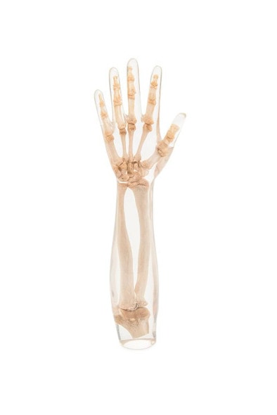 X-Ray Phantom Lower Arm, Transparent X-Ray Phantom Lower Arm, Transparent