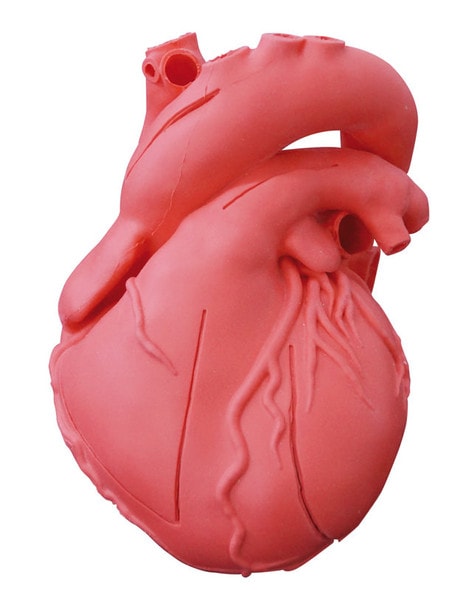 Heart Model, Flexible, Didactical Version - Opaque Heart Model, Flexible, Didactical Version - Opaque