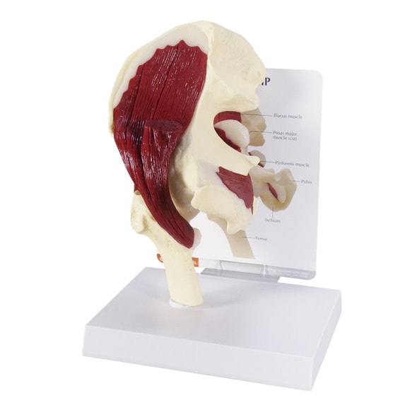 Muscled Hip Joint Anatomy Model