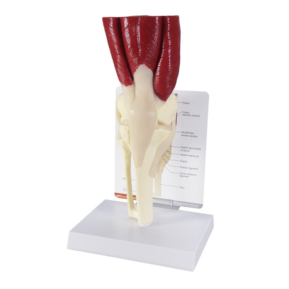 Muscled Knee Joint Anatomy Model