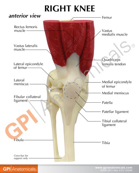 Muscled Knee Joint Anatomy Model - education card