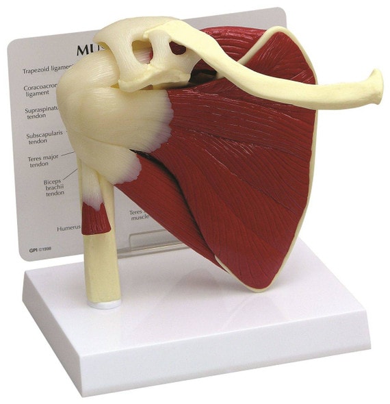 Muscled Shoulder Joint Anatomy Model Muscled Shoulder Joint Anatomy Model
