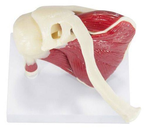 Muscled Shoulder Joint Anatomy Model Muscled Shoulder Joint Anatomy Model