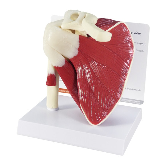 Muscled Shoulder Joint Anatomy Model