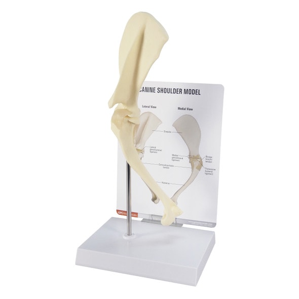 Canine Shoulder Anatomy Model