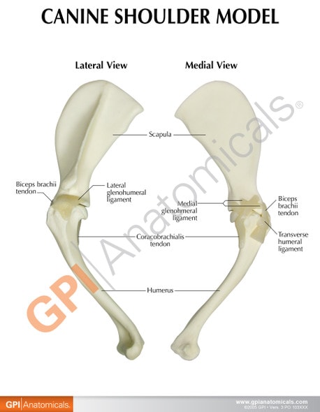 Canine Shoulder Anatomy Model - education card