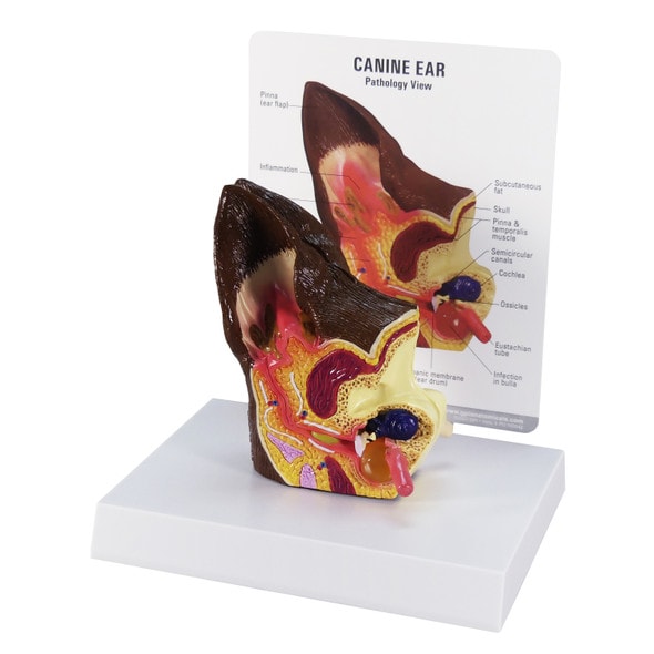 Canine Ear Anatomy Model