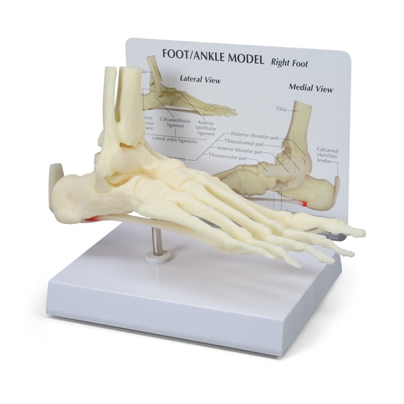 Foot and Ankle Anatomy Model