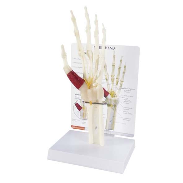 Wrist and Hand Anatomy Model