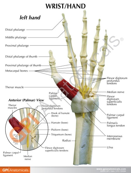 Wrist and Hand Anatomy Model