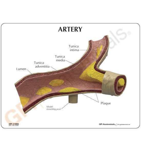 Artery Section Anatomy Model