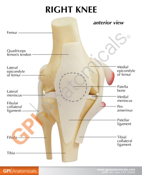 Basic Knee With Key Card Anatomy Model
